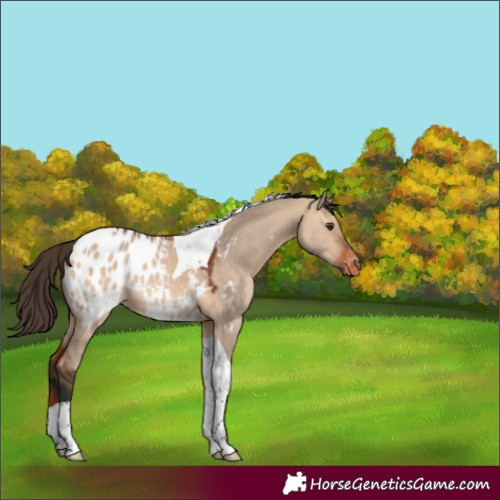Horse Color:Bay Dun Tobiano Blanket Rabicano 