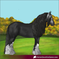 Horse Color:Gray White Spotted Black