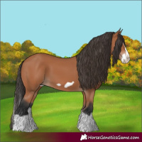 Horse Color:Bay Splash Frame 