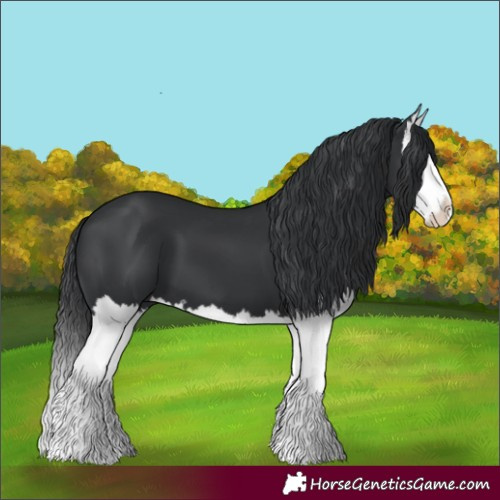Horse Color:Black Splash 