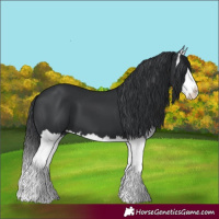 Horse Color:Black Splash