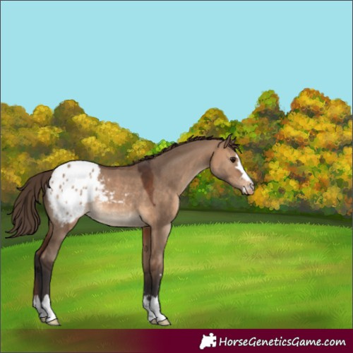 Horse Color:Brown Dun Blanket Rabicano 