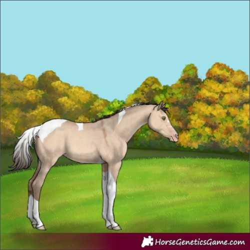 Horse Color:Amber Champagne Dun Tobiano 