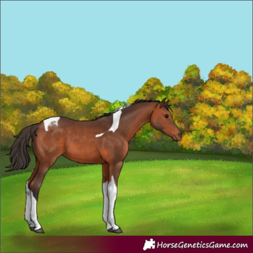 Horse Color:Bay Tobiano 