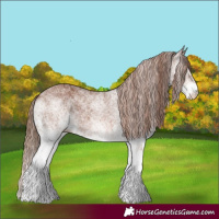 Horse Color:White Spotted Chestnut 