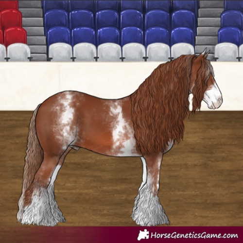 Horse Color:White Spotted Chestnut 