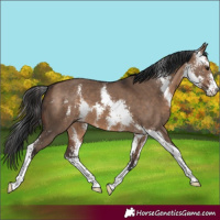 Horse Color:Brown Dun Sabino 