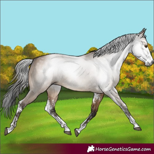 Horse Color:Gray Brown Dun Sabino 