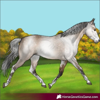 Horse Color:Gray Brown Dun Sabino 
