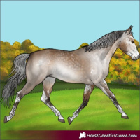 Horse Color:Gray Brown Dun Sabino 