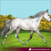 Horse Color:Gray Brown Dun Sabino 