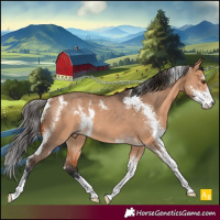 Horse Color:Bay Dun Sabino Rabicano 