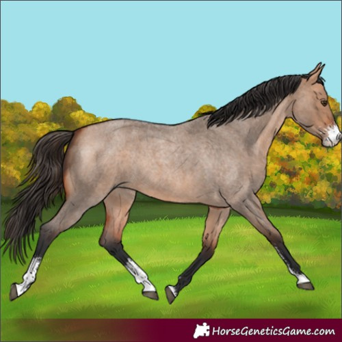 Horse Color:Bay Roan Dun Sabino Rabicano