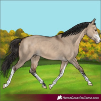 Horse Color:Brown Dun Sabino 