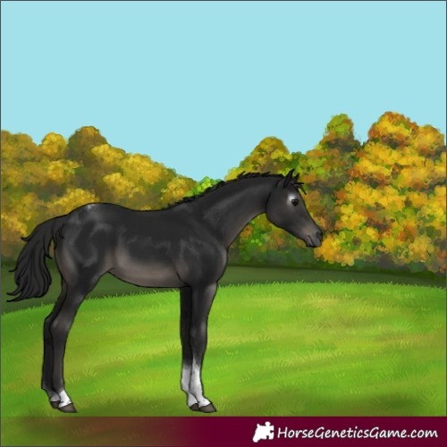 Horse Color:Gray Black Tobiano 