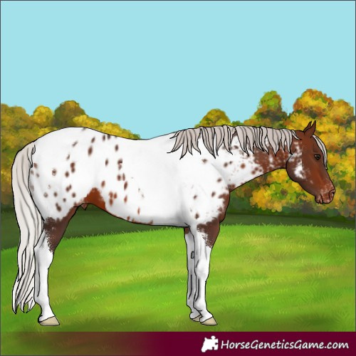 Horse Color:Silver Brown Tobiano Appaloosa 