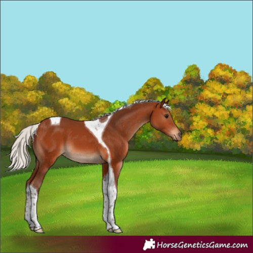 Horse Color:Silver Brown Tobiano 