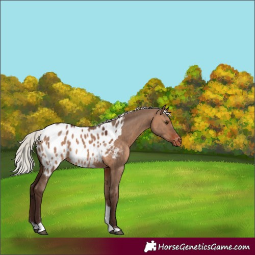 Horse Color:Silver Brown Dun Tobiano Near Leopard 