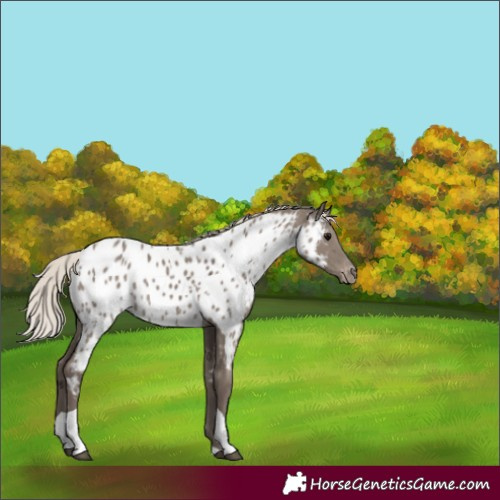 Horse Color:Silver Grullo Tobiano Near Leopard 
