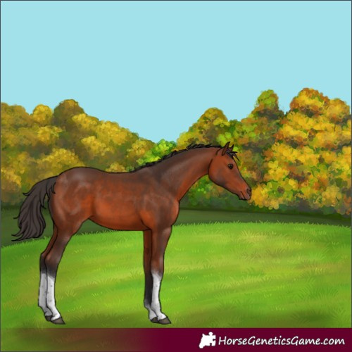 Horse Color:Bay Tobiano 