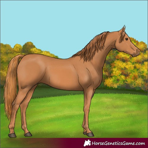 Horse Color:Chestnut 