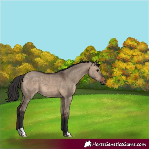 Horse Color:Brown Dun 