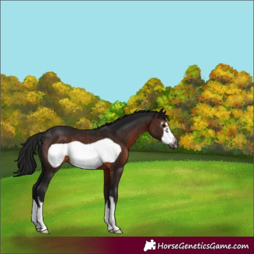 Horse Color:Gray White Spotted Brown Frame Rabicano 