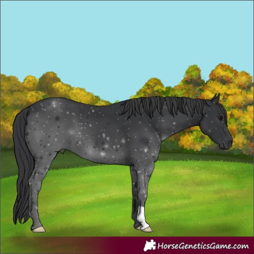 Horse Color:Black 