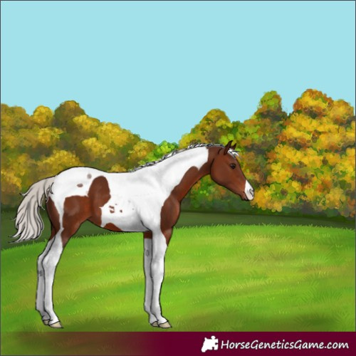 Horse Color:Silver Brown Tobiano 