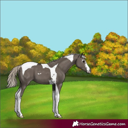 Horse Color:Gray White Spotted Silver Grullo Tobiano 