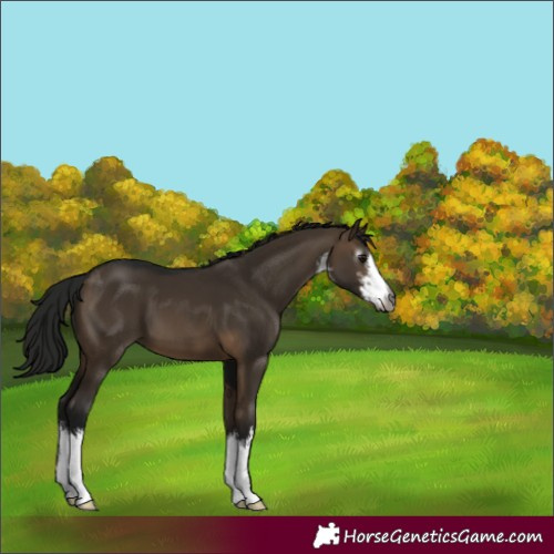 Horse Color:Gray White Spotted Brown Dun 