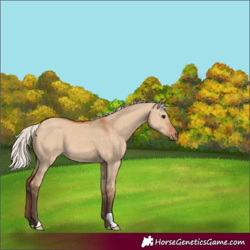 Horse Color:Silver Bay Dun 