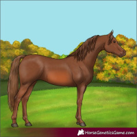 Horse Color:Chestnut 