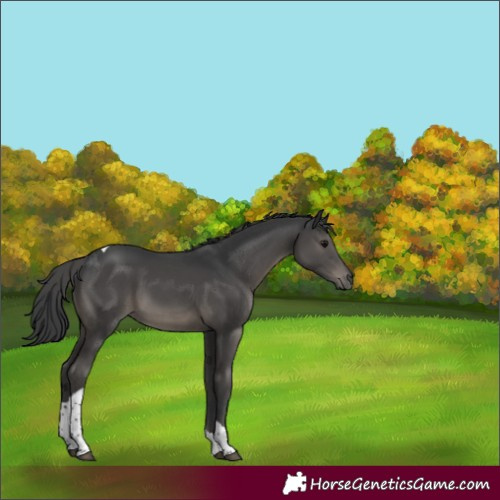 Horse Color:Black Tobiano 