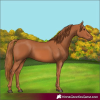 Horse Color:Chestnut Rabicano 