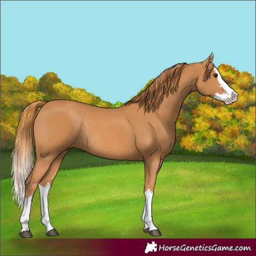 Horse Color:Chestnut Splash Rabicano 