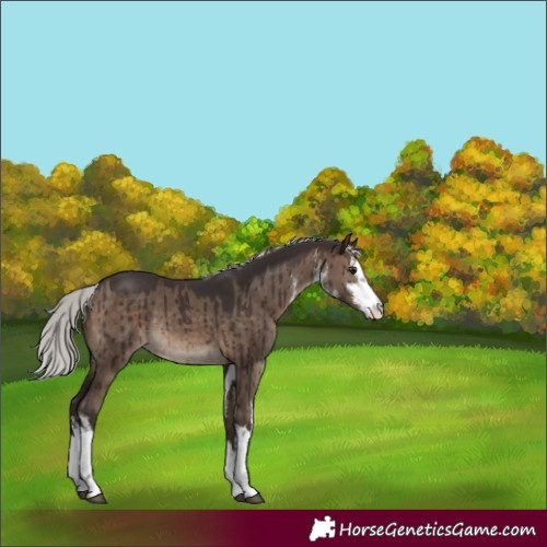 Horse Color:White Spotted Silver Brown Dun Rabicano Brindle 