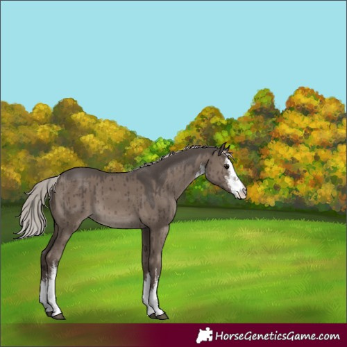 Horse Color:White Spotted Silver Grullo Rabicano Brindle 