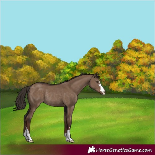 Horse Color:Liver Red Dun Rabicano 