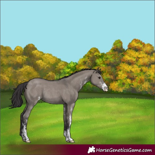 Horse Color:Smoky Grullo Sabino Rabicano 