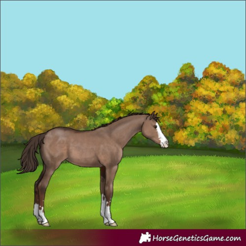 Horse Color:Liver Red Dun 