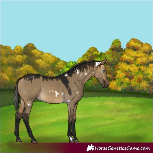 Horse Color:Gray White Spotted Buckskin Dun 