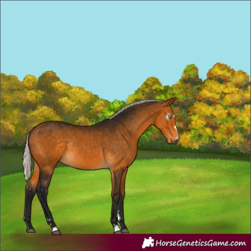 Horse Color:Gray Silver Buckskin Rabicano 