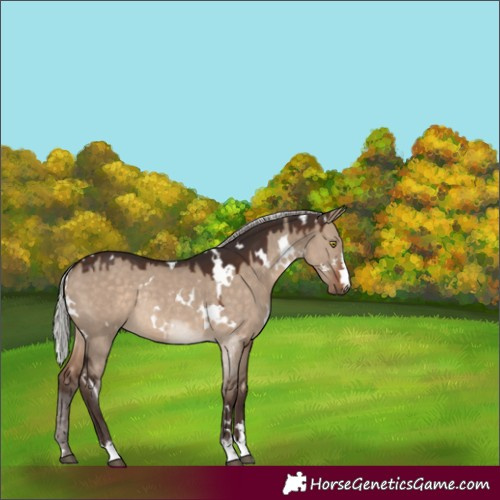 Horse Color:White Spotted Silver Brown Dun Rabicano 