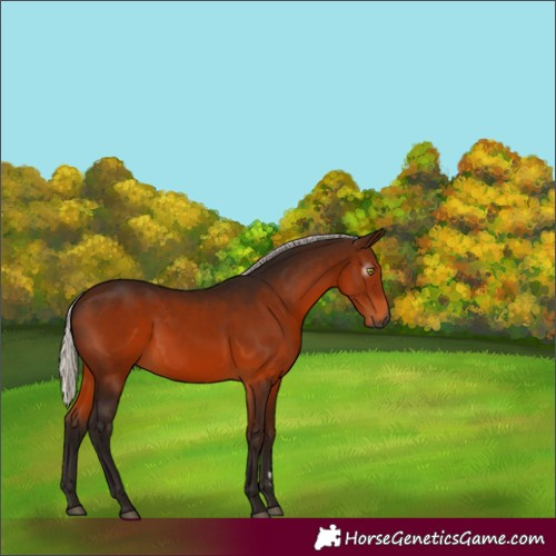 Horse Color:Gray Silver Bay 