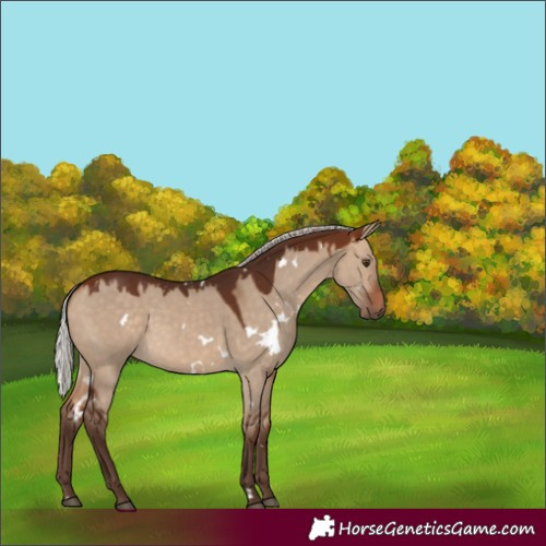 Horse Color:White Spotted Silver Bay Dun 