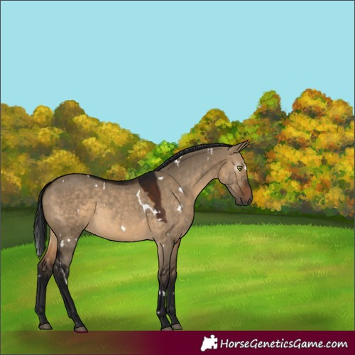 Horse Color:Gray White Spotted Bay Dun Rabicano 