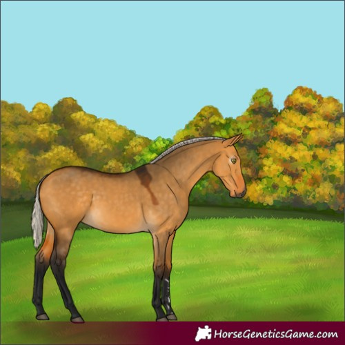 Horse Color:Gray Silver Buckskin Dun Rabicano 