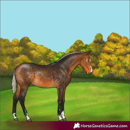 Horse Color:Gray Silver Buckskin 