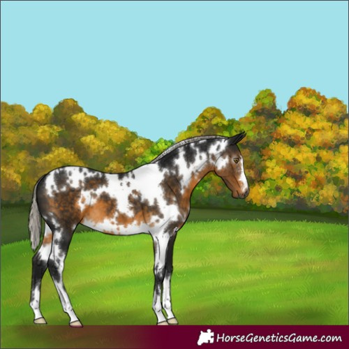 Horse Color:Gray White Spotted Silver Buckskin 